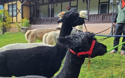 Ein Tag voller Herz und Flausch